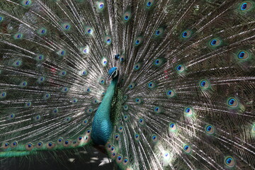 Obraz premium close up picture of male peacock spreads his feather