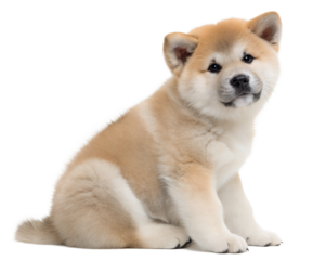American Akita Inu puppy isolated on white background. American Akita Inu puppy sitting and looking at camera on white