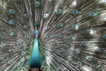 Obraz premium close up picture of male peacock spreads his feather