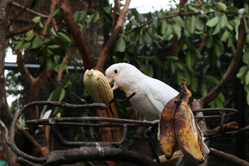 parrot on the branch eating corn