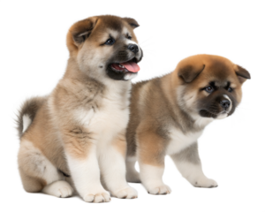American Akita Inu puppies isolated on white background. American Akita Inu puppies sitting on white background