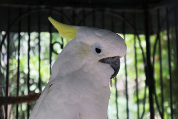 closeup white parrot in cage