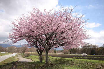 長野県茅野市の立派な桜の木