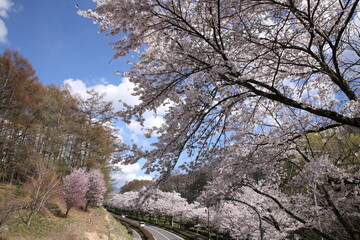 長野県茅野市の桜の咲く道路