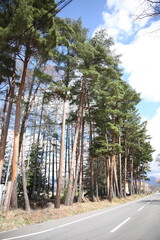 長野県茅野市の高く生えた白樺の木