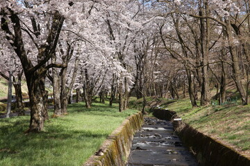 長野県茅野市の桜のトンネル