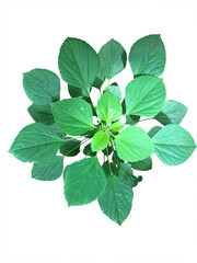 leaves isolated on white background