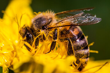 Honey bee covered with yellow pollen collecting nectar from dandelion flower.