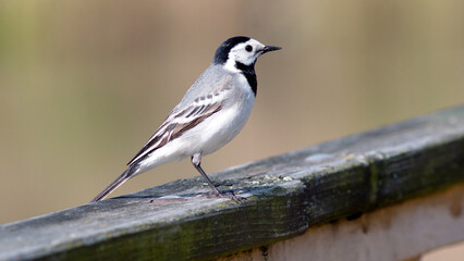 sparrow on a branch