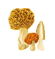 mushroom illustration