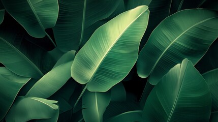 Lush green banana leaves in a tropical setting, vibrant and exotic foliage in a natural environment.
