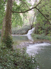 stream in the forest