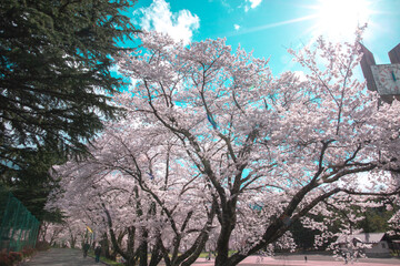 長野県茅野市キレイな公園の桜と空