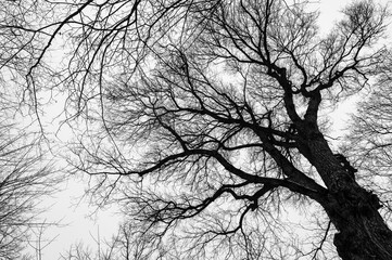 Black and white trees silhouettes on sky background. Trees crown. View from below on tree branches in winter. Forest pattern texture.