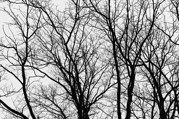 Black and white trees silhouettes on sky background. Trees crown. View from below on tree branches in winter. Forest pattern texture.