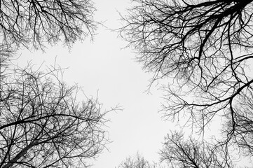 Black and white trees silhouettes on sky background. Trees crown. View from below on tree branches in winter. Forest pattern texture.