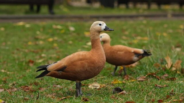 A lively red duck, Ogar, searching for food and walking in a vibrant park, with natural scenery creating a tranquil atmosphere