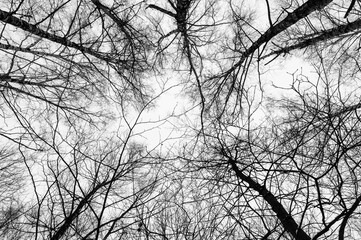 Black and white trees silhouettes on sky background. Trees crown. View from below on tree branches...
