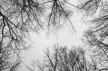 Black and white trees silhouettes on sky background. Trees crown. View from below on tree branches...