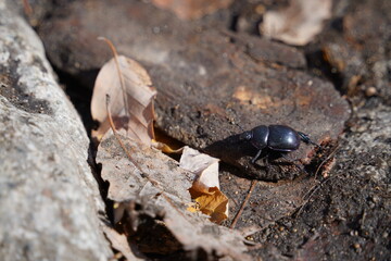 black beetle on a stone in the forest
