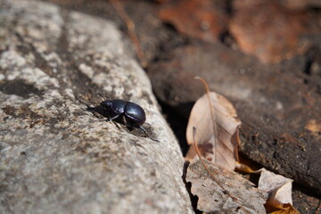 black beetle on a stone in the forest