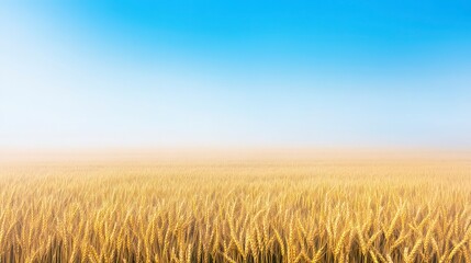 Naklejka premium Golden Wheat Field Under Clear Blue Sky at Sunrise