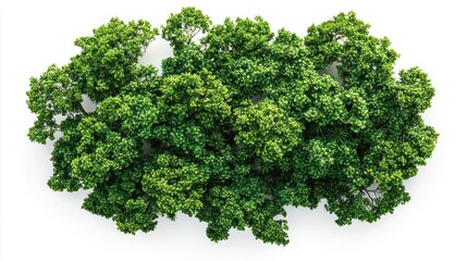 Obraz premium Aerial View of Lush Green Tree Canopy