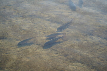 Fish swimming in the water of the lake, closeup of photo