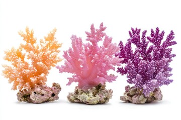 Naklejka premium Three Colorful Coral Branches on White Background