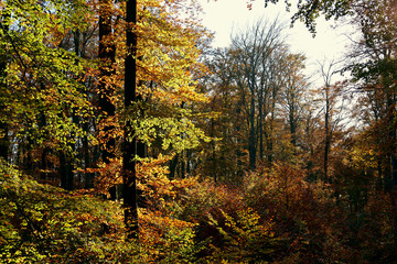 Obraz premium Bäume mit goldenen Blättern vor blauem Himmel im Herbst im Nationalpark Hunsrück-Hochwald bei Otzenhausen. Aussicht vom Premium-Wanderweg Traumschleife Dollbergschleife.