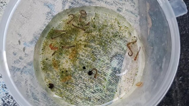 Mosquito larvae. Movement of mosquito larvae in dirty water
