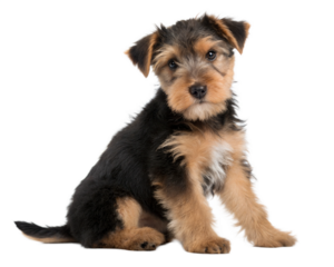 Airedale Terrier puppy isolated on white background. Airedale Terrier puppy sitting and looking at camera on white