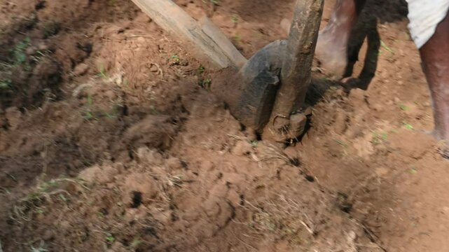 Farmer running a Wooden plow in his field.  The farmer is preparing his field for sowing. A old indian farmer running a plow with an ox.
