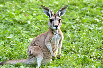 portrait of cute young kangaroo in summer meadow