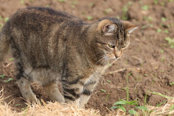 cat hunting, tomcat hunting, cat on the lookout, brown cat in the field, cat looking for a mouse