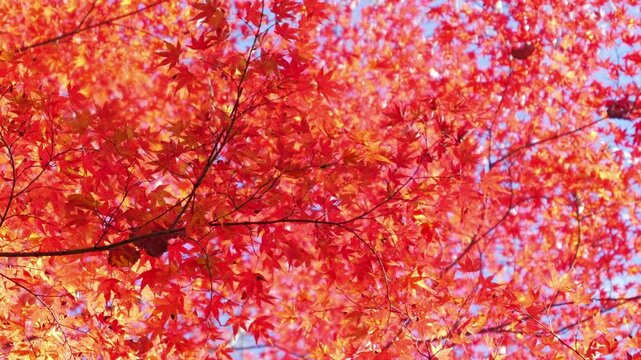 Sky full of maple leaves, sunshine, Japanese autumn