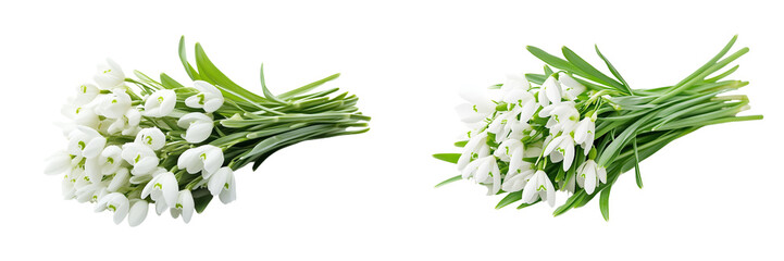 Fototapeta premium Set of a, bunch of snowdrops, isolated on a white background.