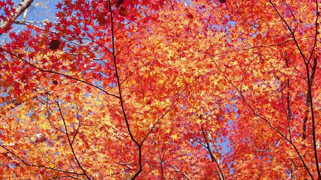 Sky full of maple leaves, sunshine, Japanese autumn