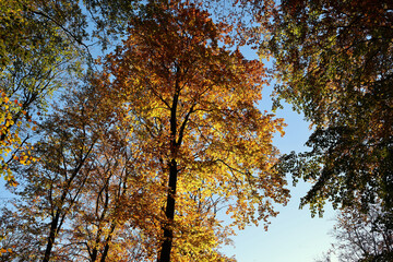 Laubbäume mit goldenen Blättern vor blauem Himmel im Herbst im Nationalpark Hunsrück-Hochwald bei Otzenhausen. Aussicht vom Premium-Wanderweg Traumschleife Dollbergschleife.