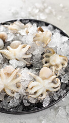 Fresh baby octopuses in shell on ice
