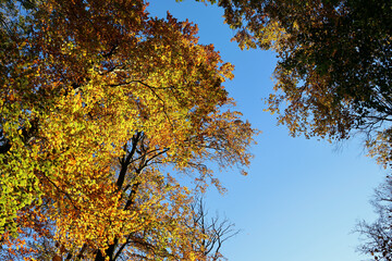 Baumkronen mit goldenen Blättern vor blauem Himmel im Herbst im Nationalpark Hunsrück-Hochwald bei Otzenhausen. Aussicht vom Premium-Wanderweg Traumschleife Dollbergschleife.