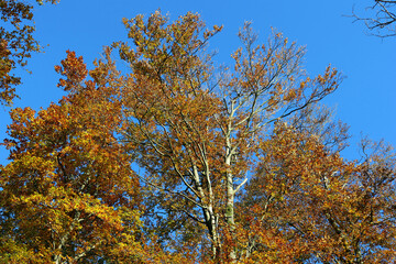 Baumkrone mit goldenen Blättern vor blauem Himmel im Herbst im Nationalpark Hunsrück-Hochwald bei Otzenhausen. Aussicht vom Premium-Wanderweg Traumschleife Dollbergschleife.