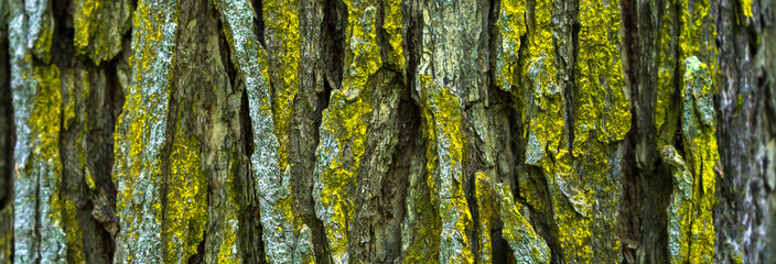 tree trunk close up, tree wood as background