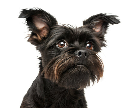 Affenpinscher dog portrait looking at camera isolated on white background. Affenpinscher headshot on white background