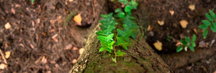 A green forest tree trunk shot from above