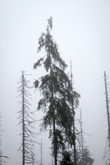 Mountain trail, road in the fog, mountain landscape, High Tatras.
