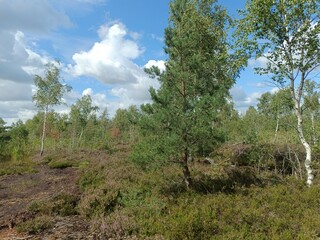 Rekyva forest during cloudy summer day. Pine and birch tree woodland. Blueberry bushes are growing in woods. Cloudy day with white and gray clouds in sky. Summer season. Nature. Rekyvos miskas.