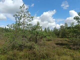 Rekyva forest during cloudy summer day. Pine and birch tree woodland. Blueberry bushes are growing in woods. Cloudy day with white and gray clouds in sky. Summer season. Nature. Rekyvos miskas.