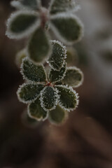 macro photography leaves in frost, frosty morning, fresh leaves