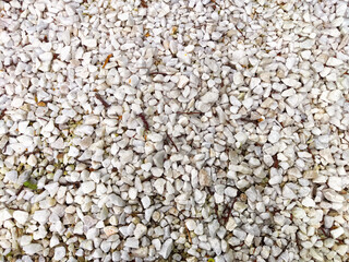 A white gravel surface is spread around a garden pathway, with scattered leaves adding a touch of nature in daylight
